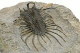 Large, Spiny Quadrops Trilobite - Top Quality Preparation #310128-4